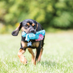 KONG Cozie Ali Alligator toy squeaker activated to entice active play