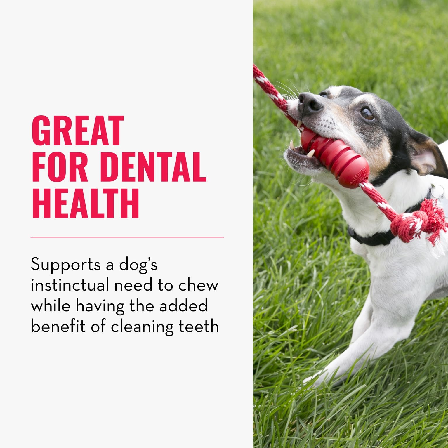 KONG Dental with Rope textured ridges provide engaging chew and cleaning action.