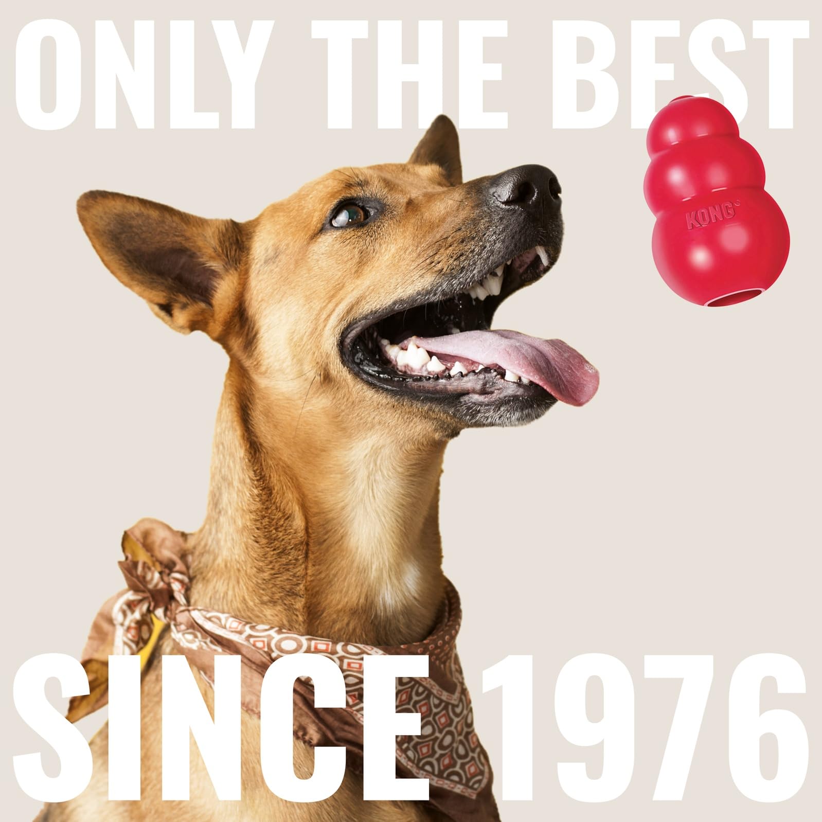 KONG dog fetch outdoors with SqueakAir ball for active play.