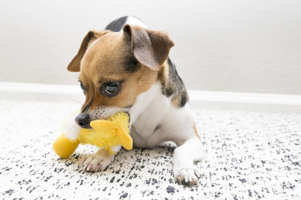 KONG Dr. Noy's Platy Duck Toy fabric-texture offers cuddly, dog-friendly softness.