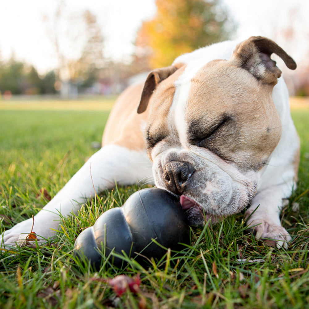 KONG Extreme erratic-bounce toy keeps dogs engaged during fetch.