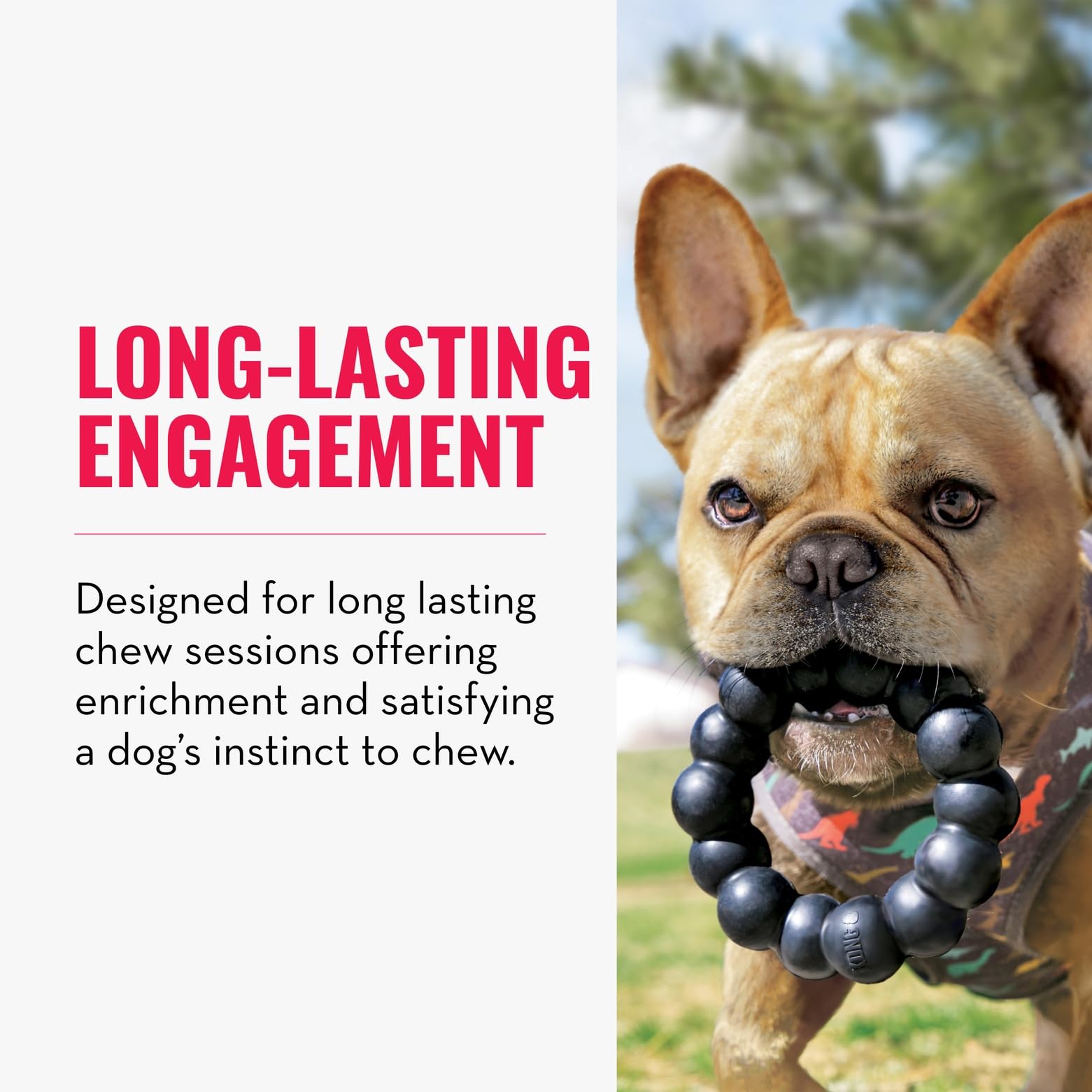 KONG Extreme Ring XL dog chew session demonstrates big-breed play and enrichment.