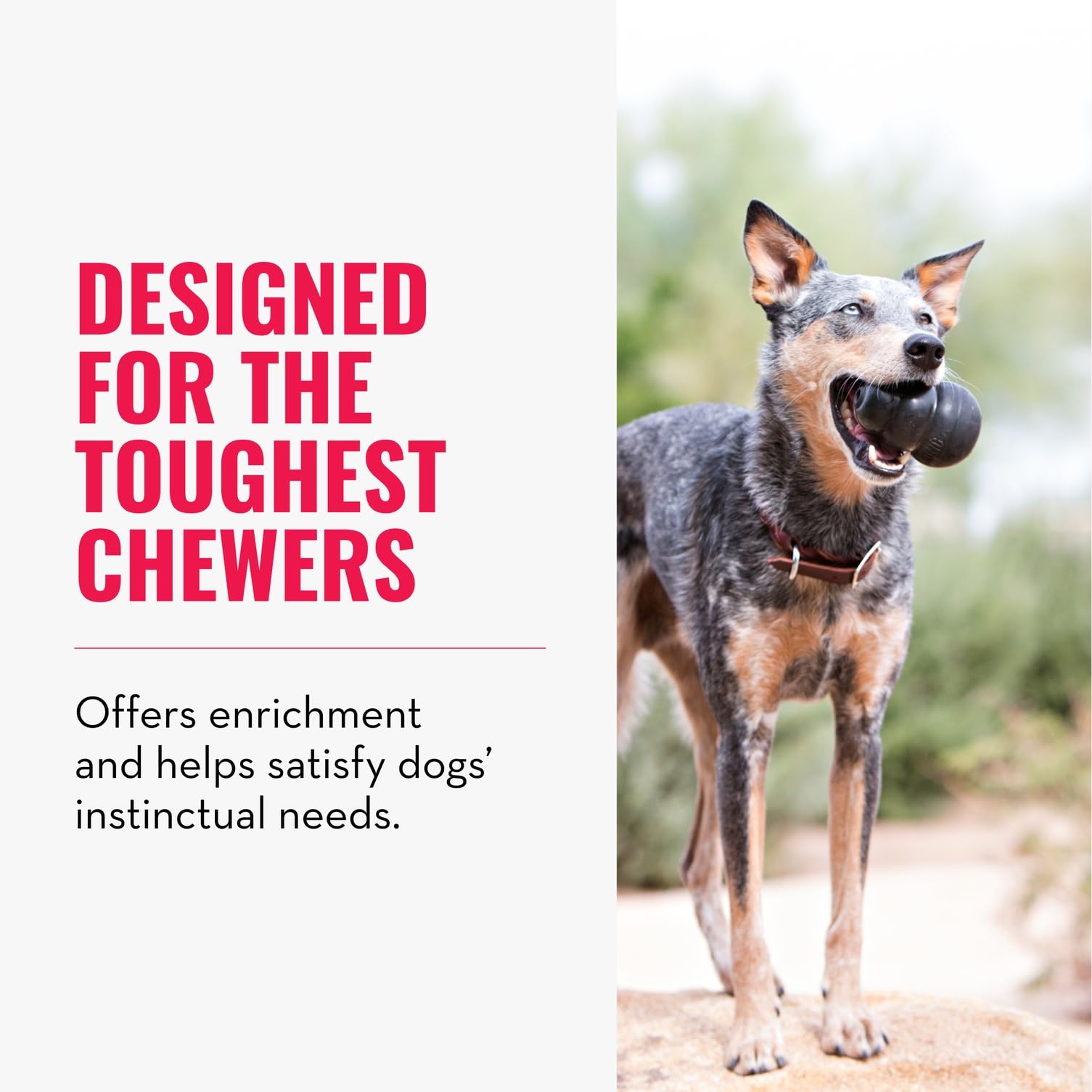 KONG Extreme treat-stuffing interior shown with kibble rewards