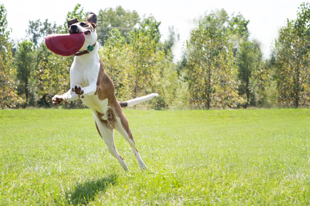 KONG Flyer park backyard play proves versatile outdoor fetch in open spaces