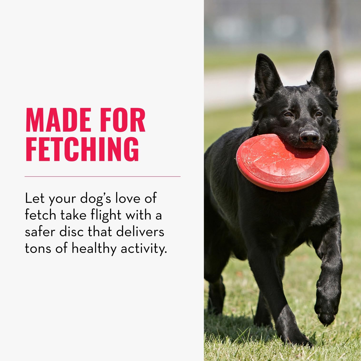 KONG Flyer for small dogs shows easy retrieval during park fetch