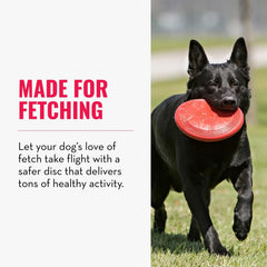 KONG Flyer for small dogs shows easy retrieval during park fetch