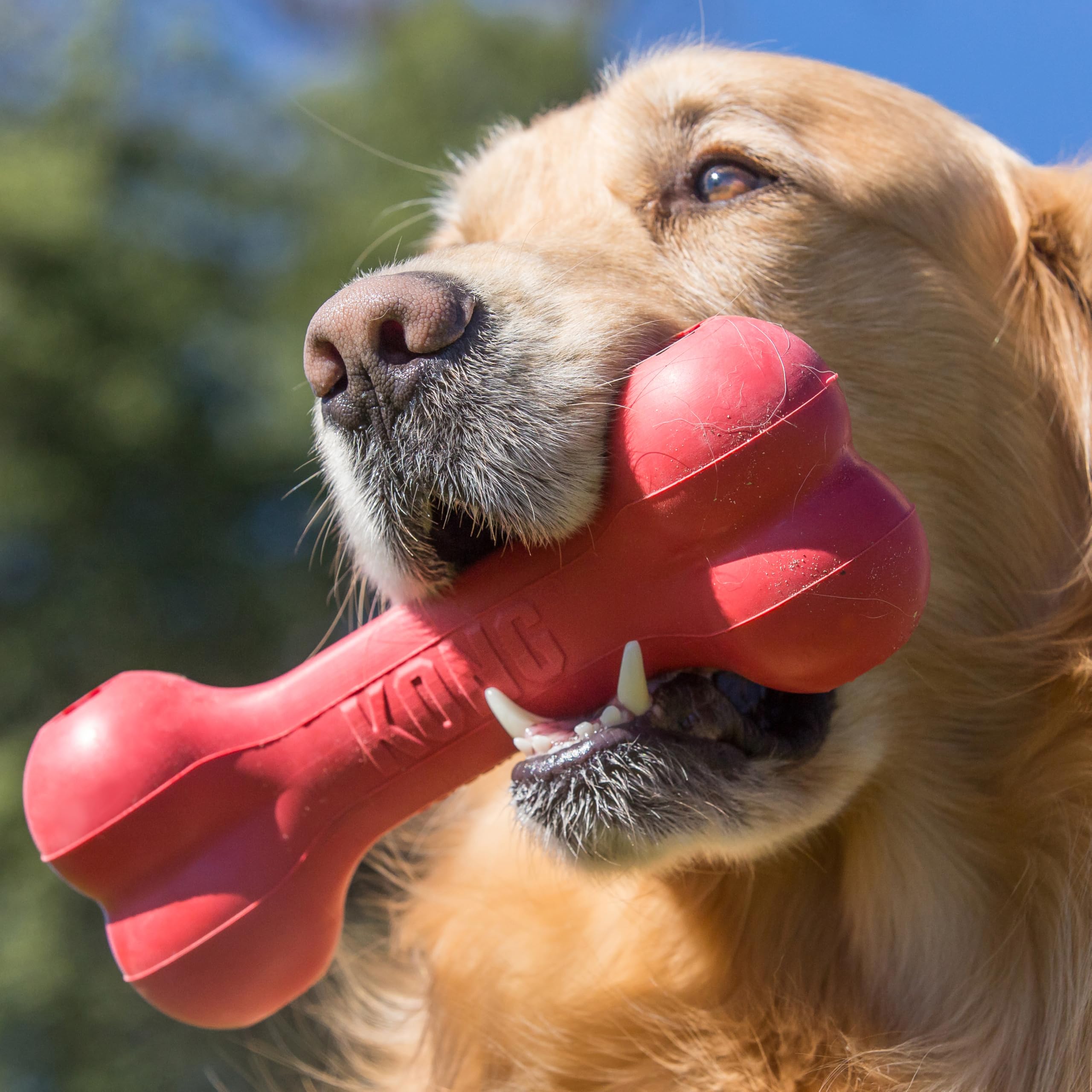 KONG Goodie Bone red close-up rubber texture—long-lasting chew sessions.