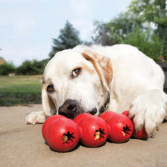 KONG Goodie Ribbon bone-shaped toy during enrichment play