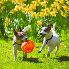 KONG Jumbler Ball with squeaker enhances interactive play.