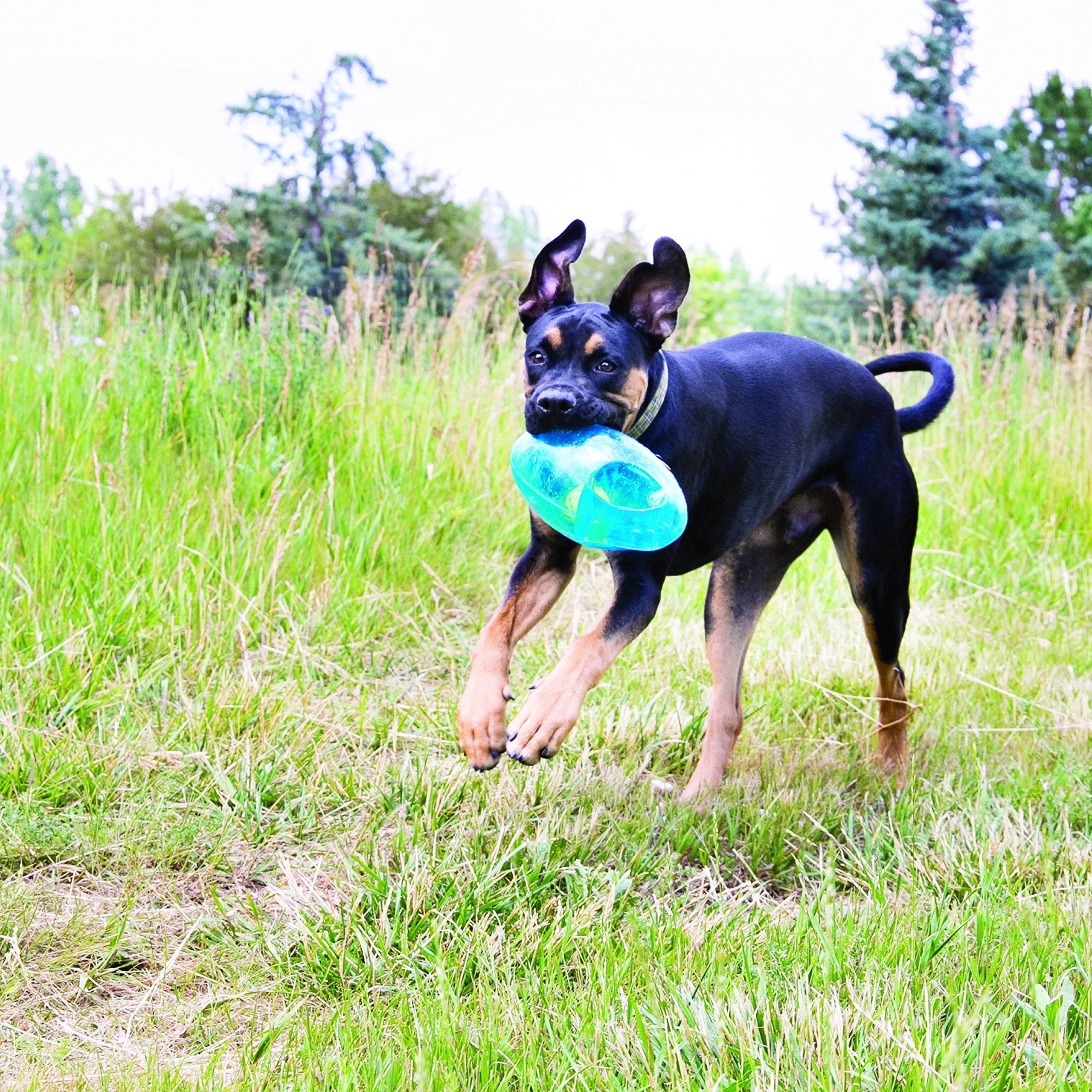 KONG Jumbler squeaker adds excitement during fetch and tug sessions