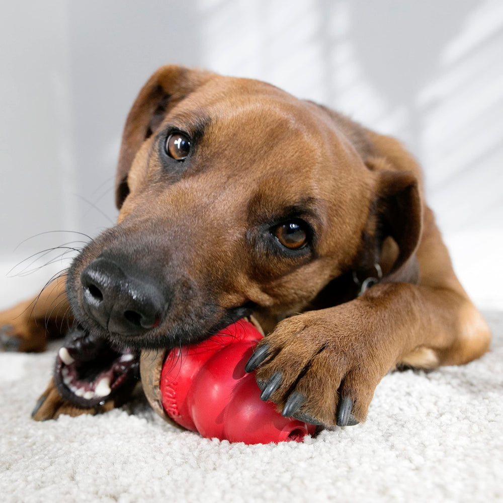 KONG Marathon chicken flavor close-up highlighting savory scent that excites medium dogs during chew time.