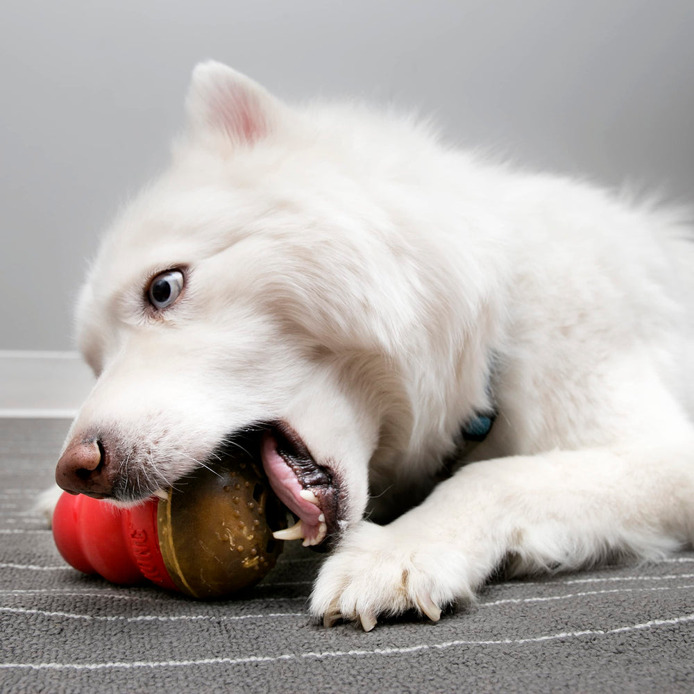 Large dog enjoys a chew during training with KONG Marathon treats.