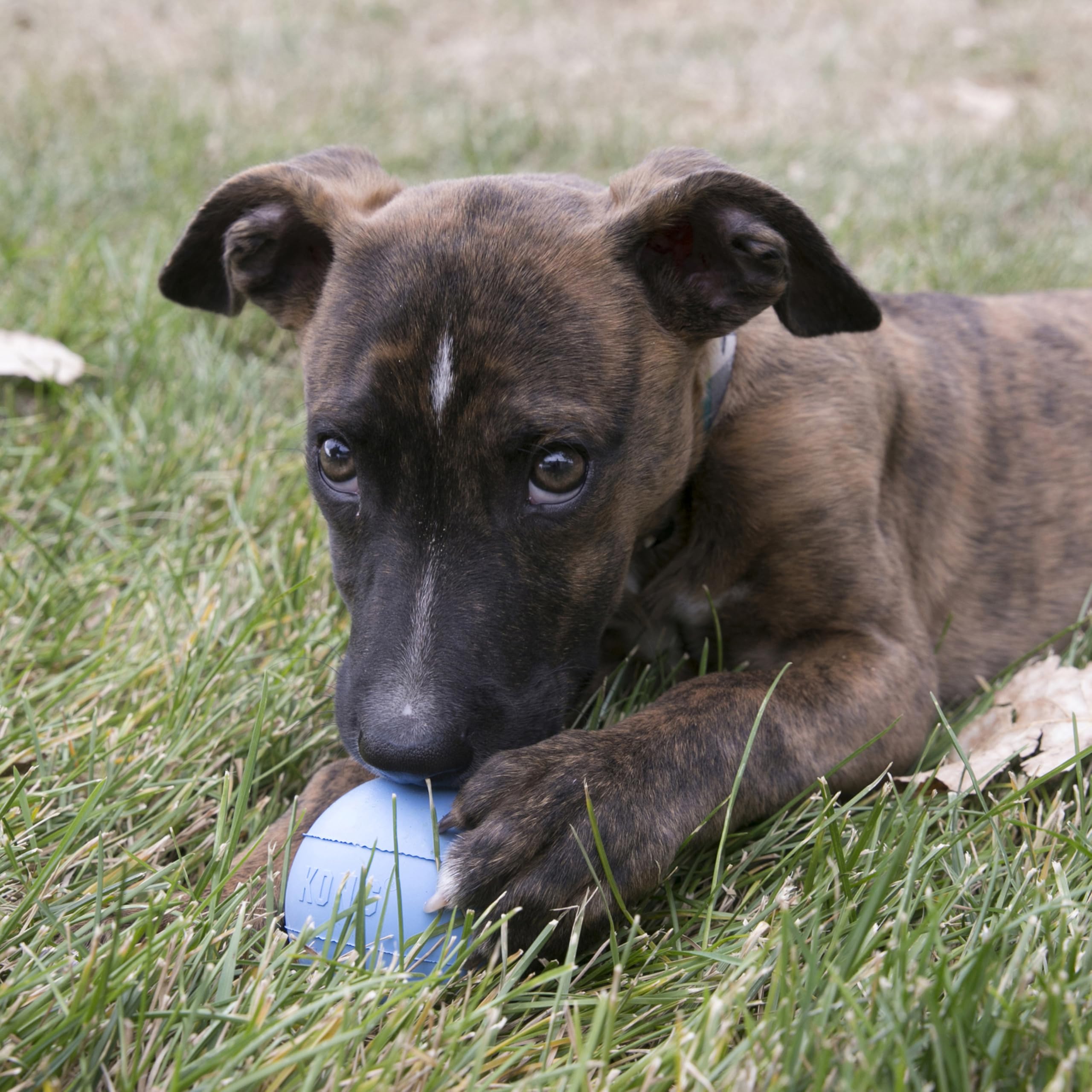 KONG Puppy Ball in bounce action demonstrates durable, playful fetch.