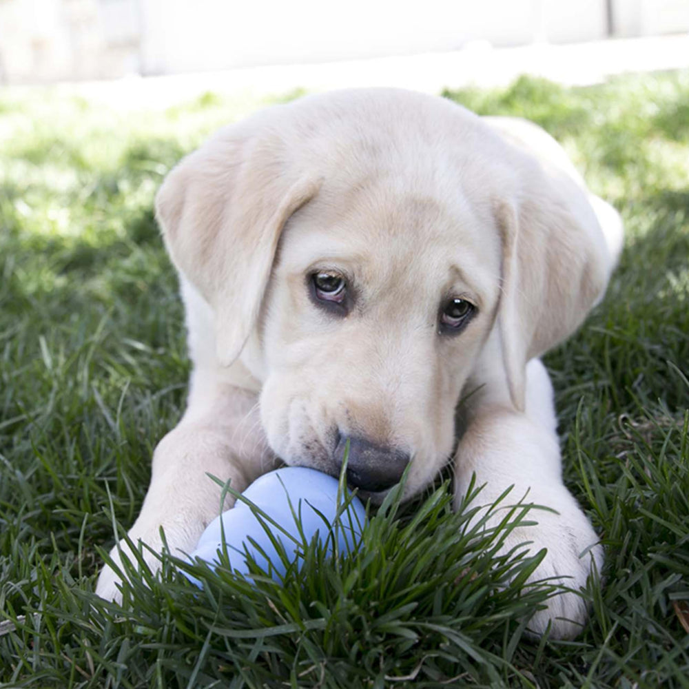 KONG Puppy blue fetch toy in action with a bounce.