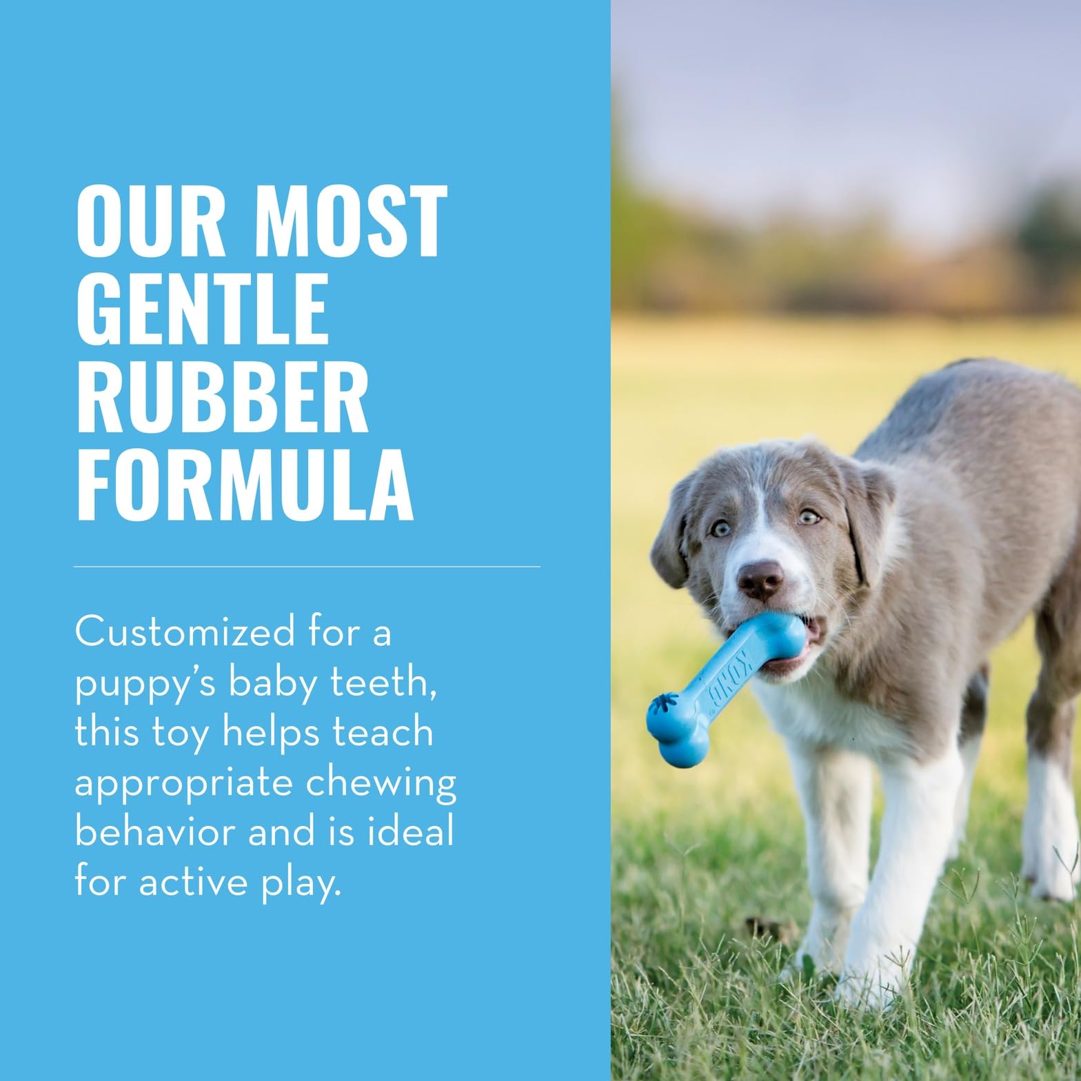 KONG Puppy Goodie Bone blue stuffed-snacks showing enrichment.