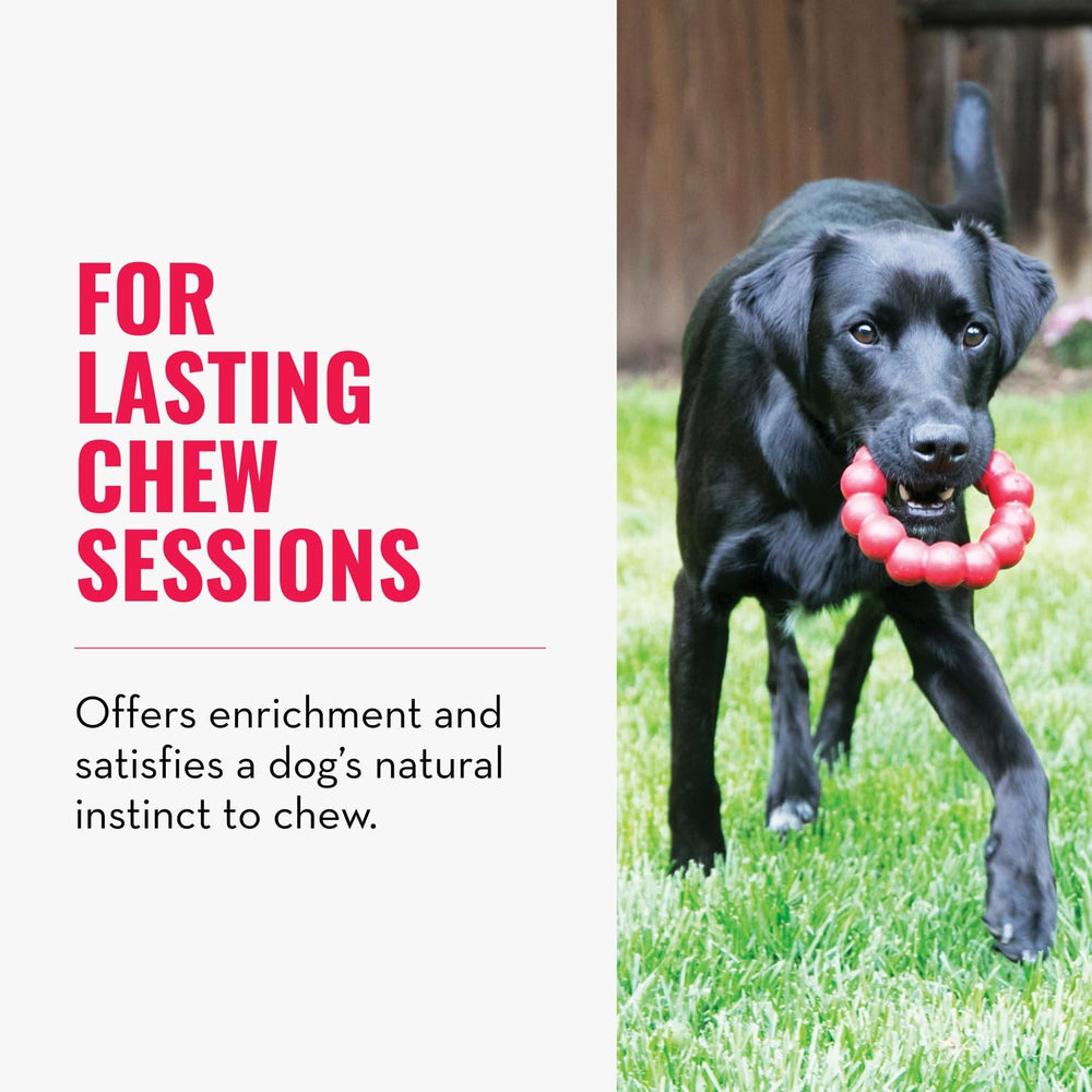 KONG Ring X-Large dog playing fetch with durable chew toy.