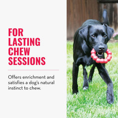 KONG Ring X-Large dog playing fetch with durable chew toy.