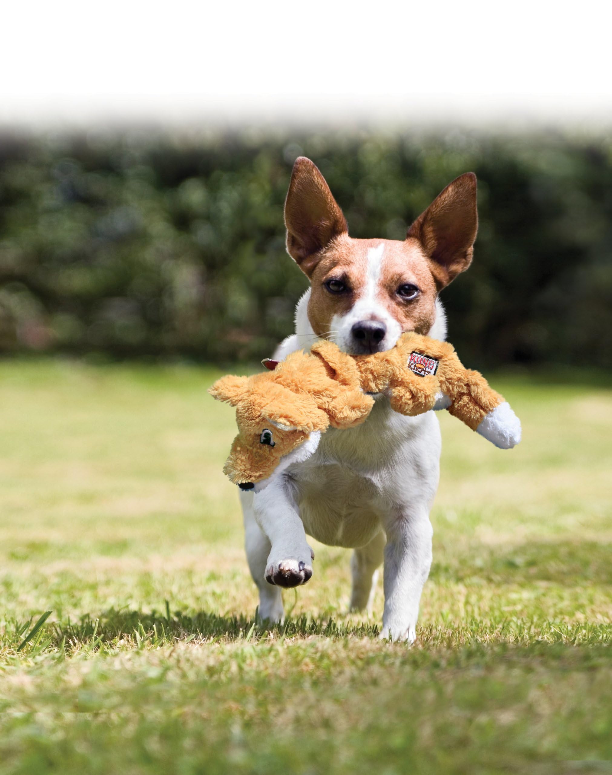 KONG Scrunch Knots Squirrel squeaker feature provides interactive sound during play.