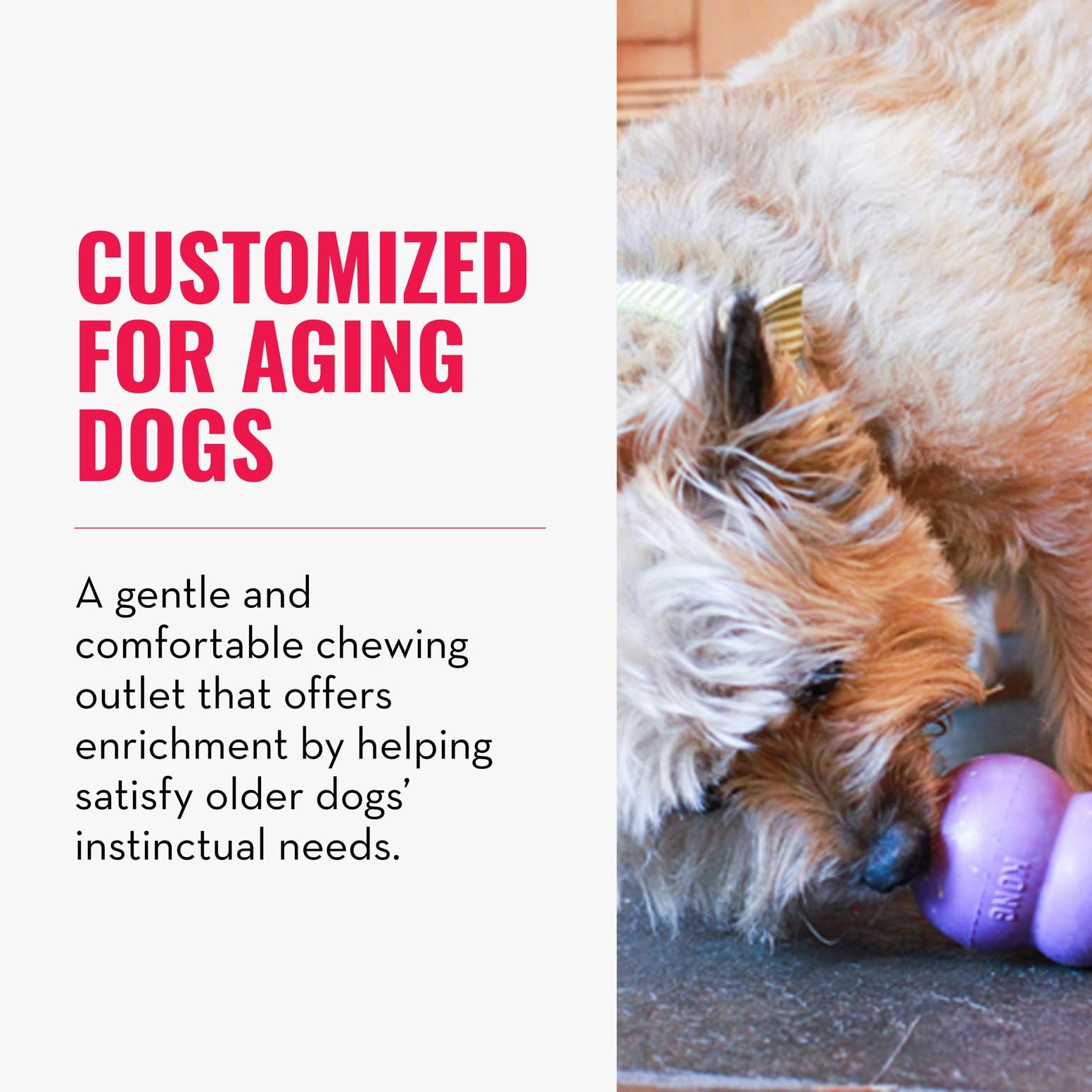 KONG Senior small-dog fetch scene highlights durable, safe chewing during play