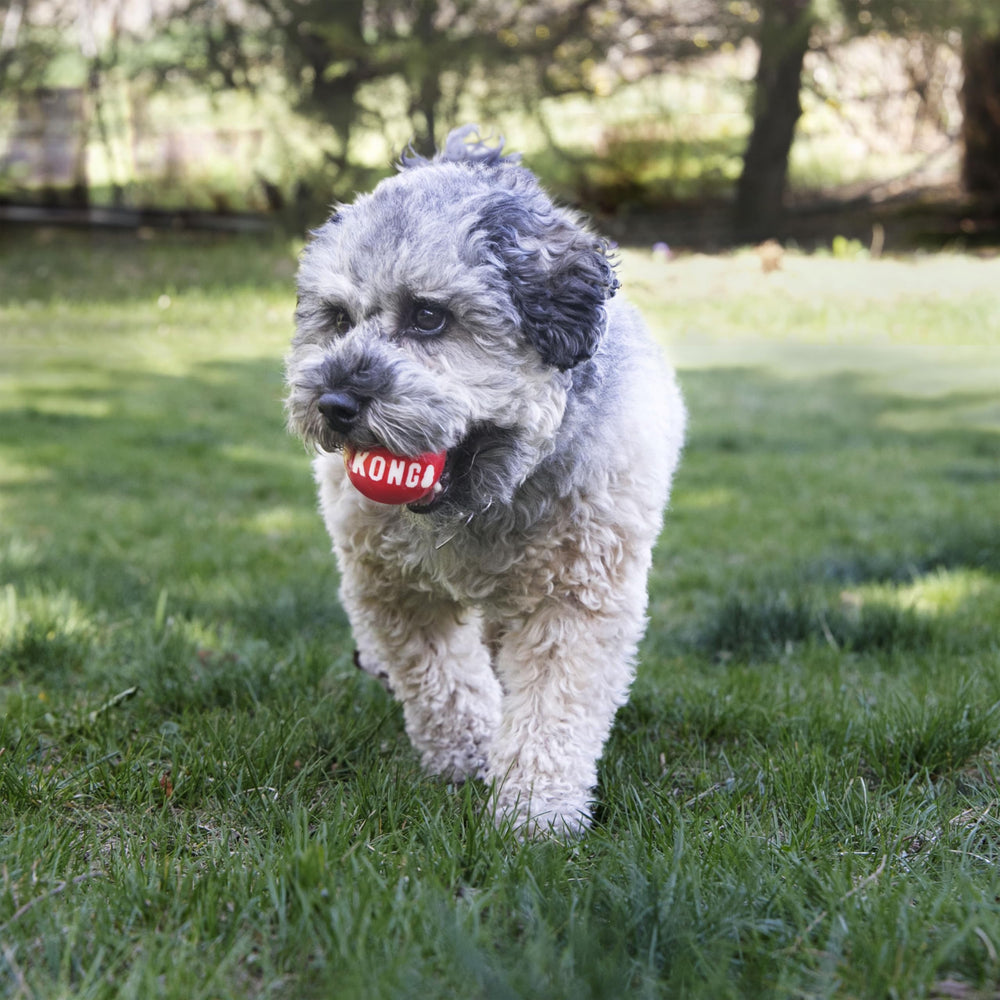 KONG Signature Balls close-up texture highlights durable rubber for chewers