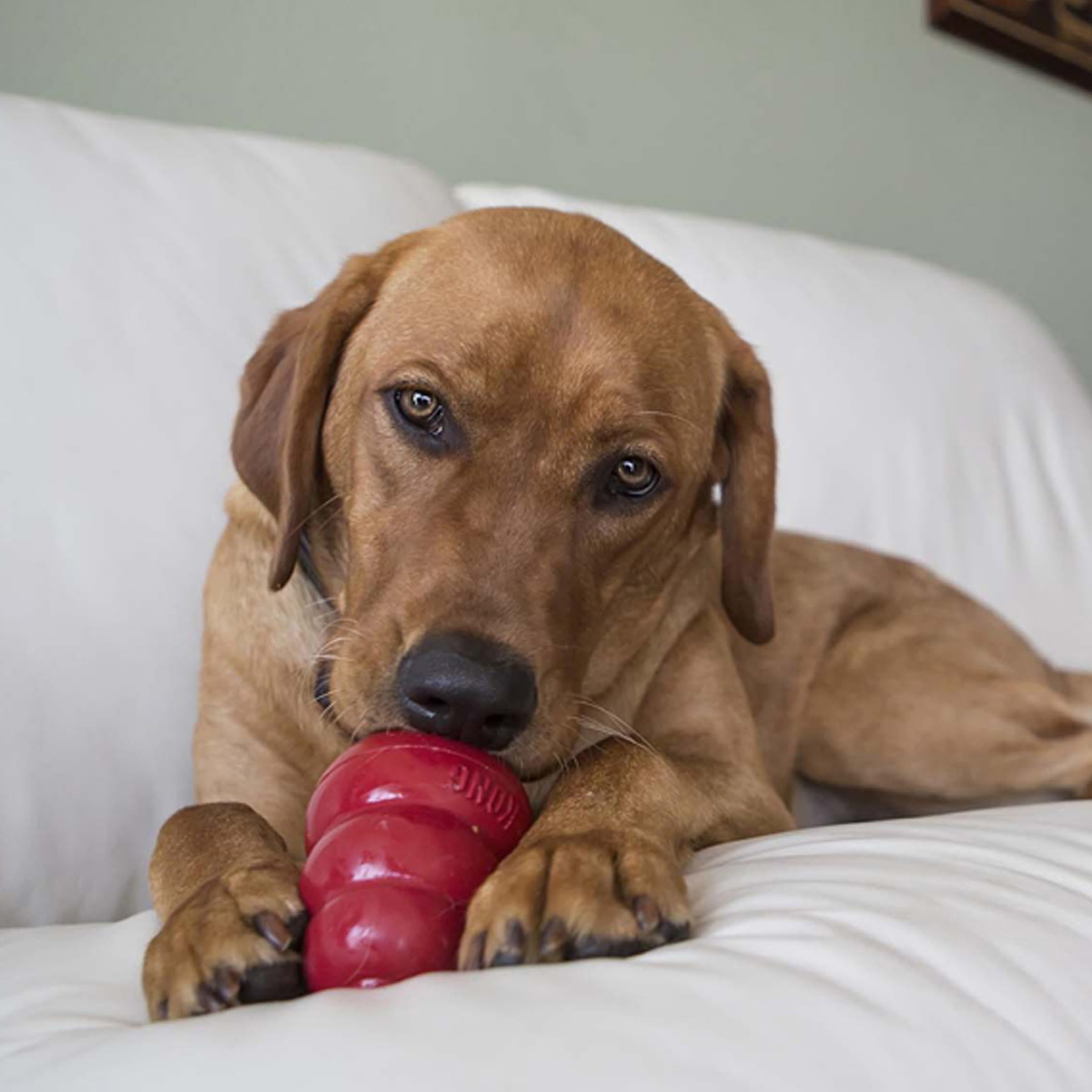 KONG Snacks all-natural ingredients close-up suitable for dogs with sensitivities