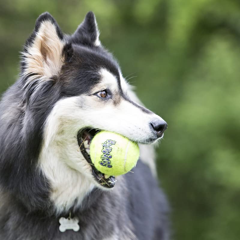 KONG Squeakair Ball XL in action for interactive canine fun