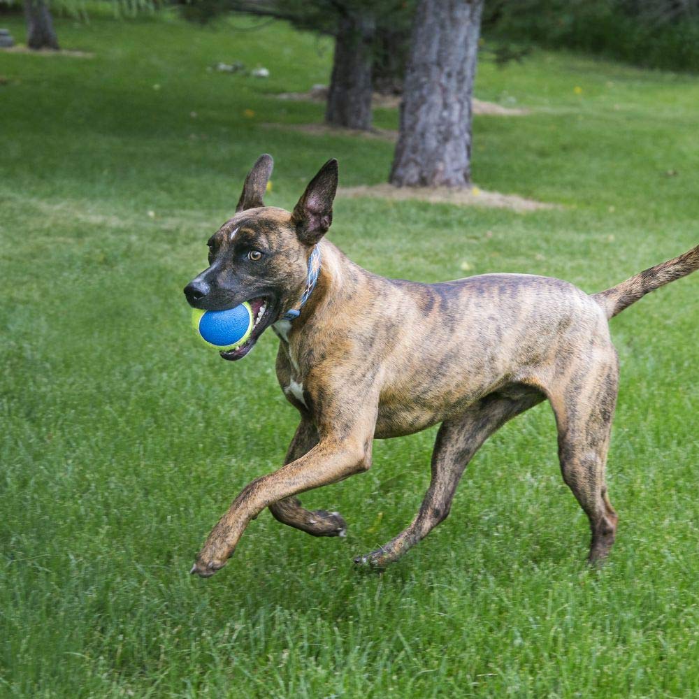 KONG Squeakair Ultra Balls squeaker in action adding enticing sound for fetch.