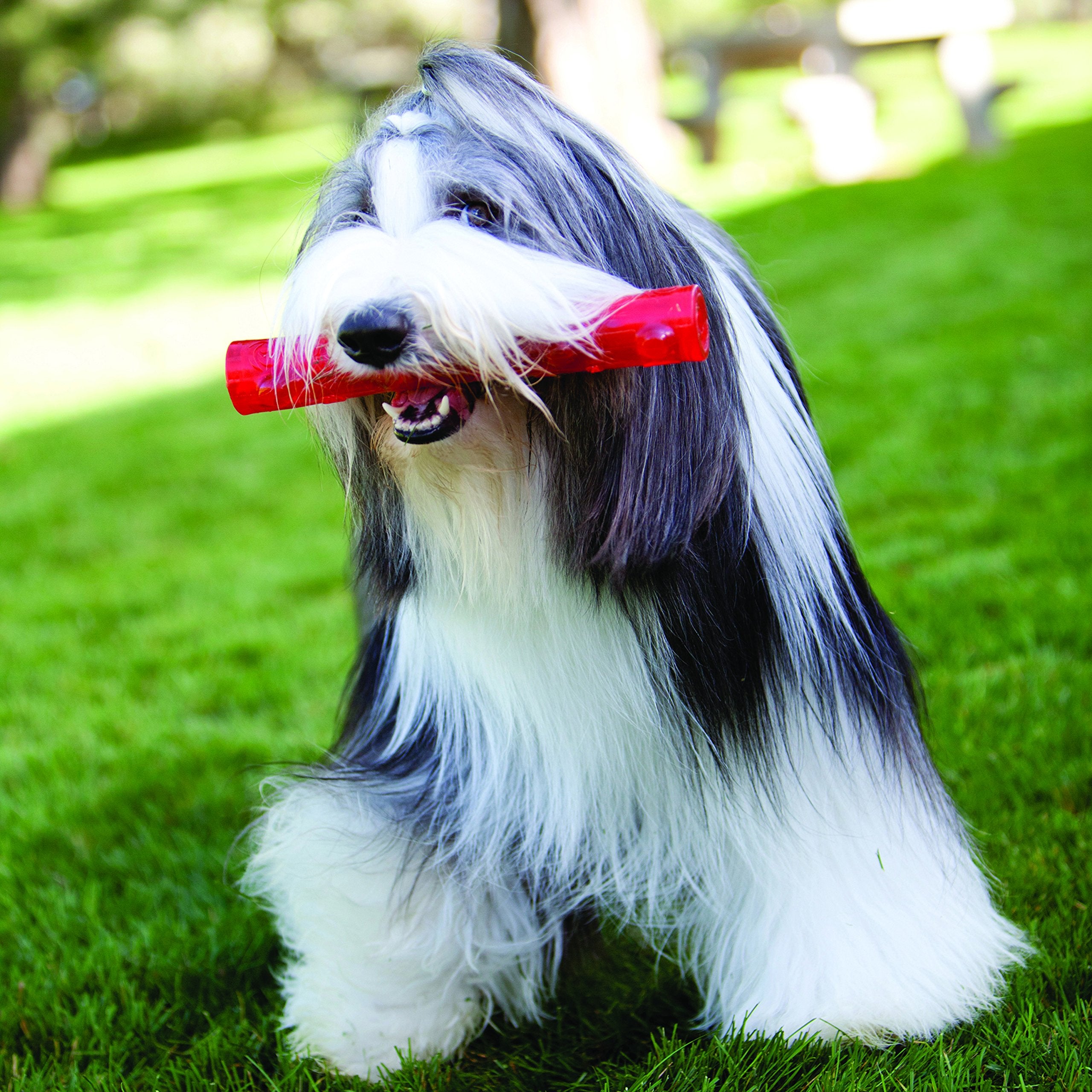 KONG Squeezz Stick dog toy in action with erratic bounce for interactive play