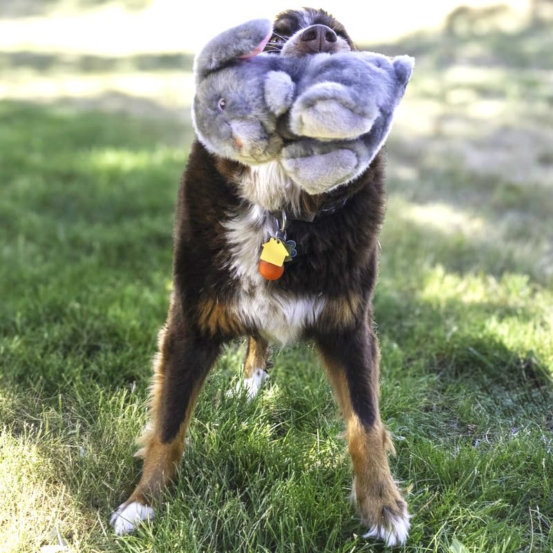 KONG Toughz bunny toy close-up with double squeaker for energetic thrashing and squeaks.