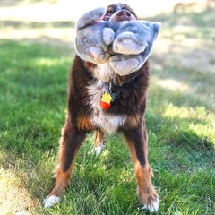 KONG Toughz bunny toy close-up with double squeaker for energetic thrashing and squeaks.