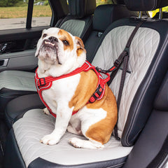 KONG Ultimate Safety Tether dog secured in car highlights enhanced in-vehicle control
