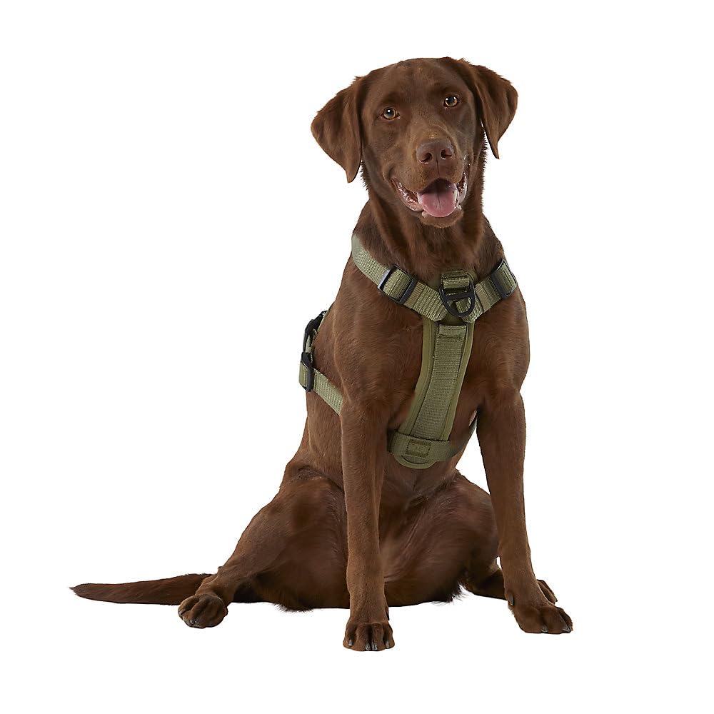 KONG harness shows neoprene handle lining for comfortable grip during strolls.