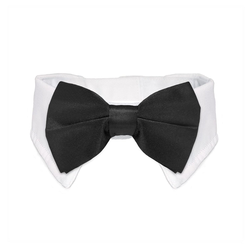 KOOLMOX cat tuxedo collar at the neckline shows crisp white collar detail for photos