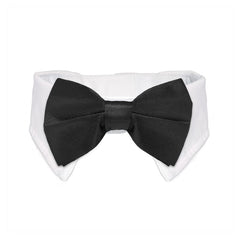 KOOLMOX cat tuxedo collar at the neckline shows crisp white collar detail for photos