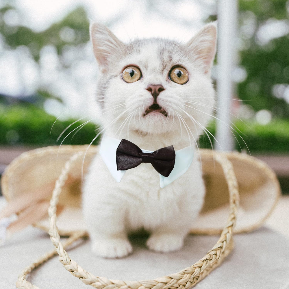 KOOLMOX cat tuxedo daily wear look emphasizes comfortable fit for everyday outings