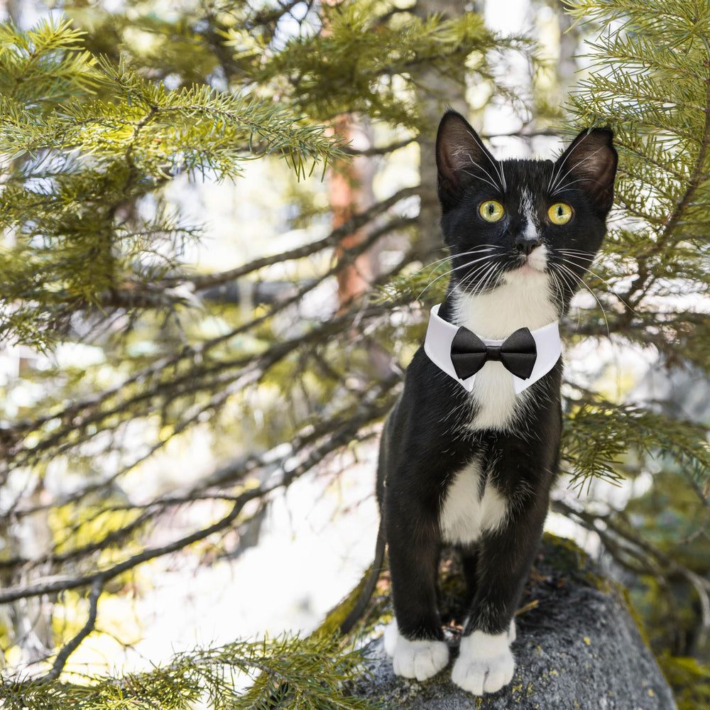 KOOLMOX cat tuxedo wedding outfit idea captured for special occasions and ceremonies