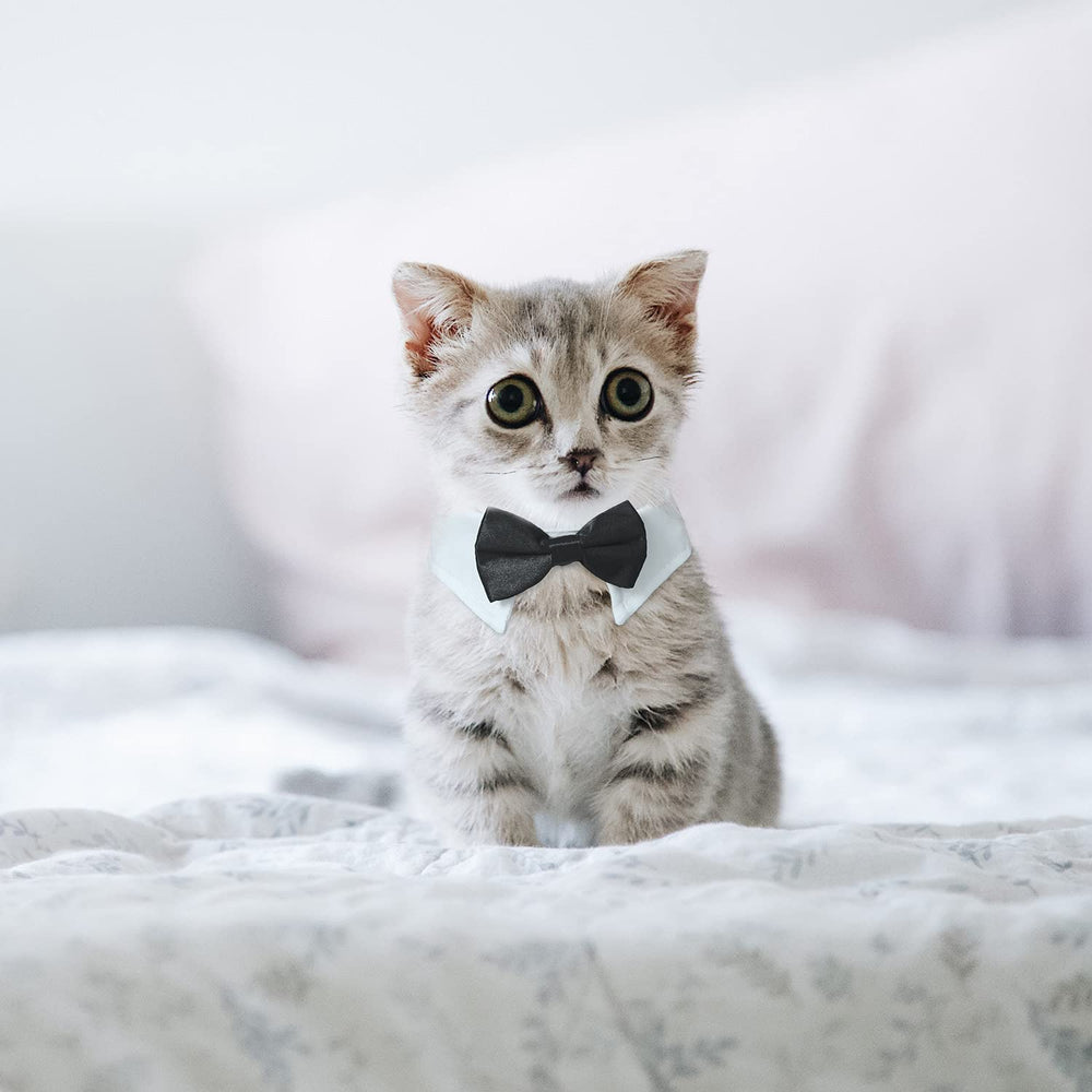 KOOLMOX cat tuxedo white collar texture reveals soft cotton and neat stitching