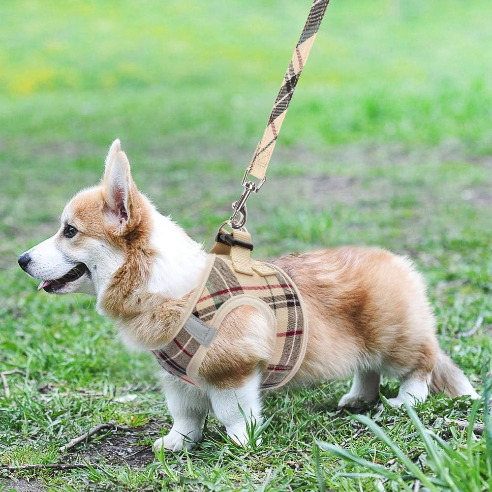KOOLTAIL all-season comfort supports year-round walking and training.