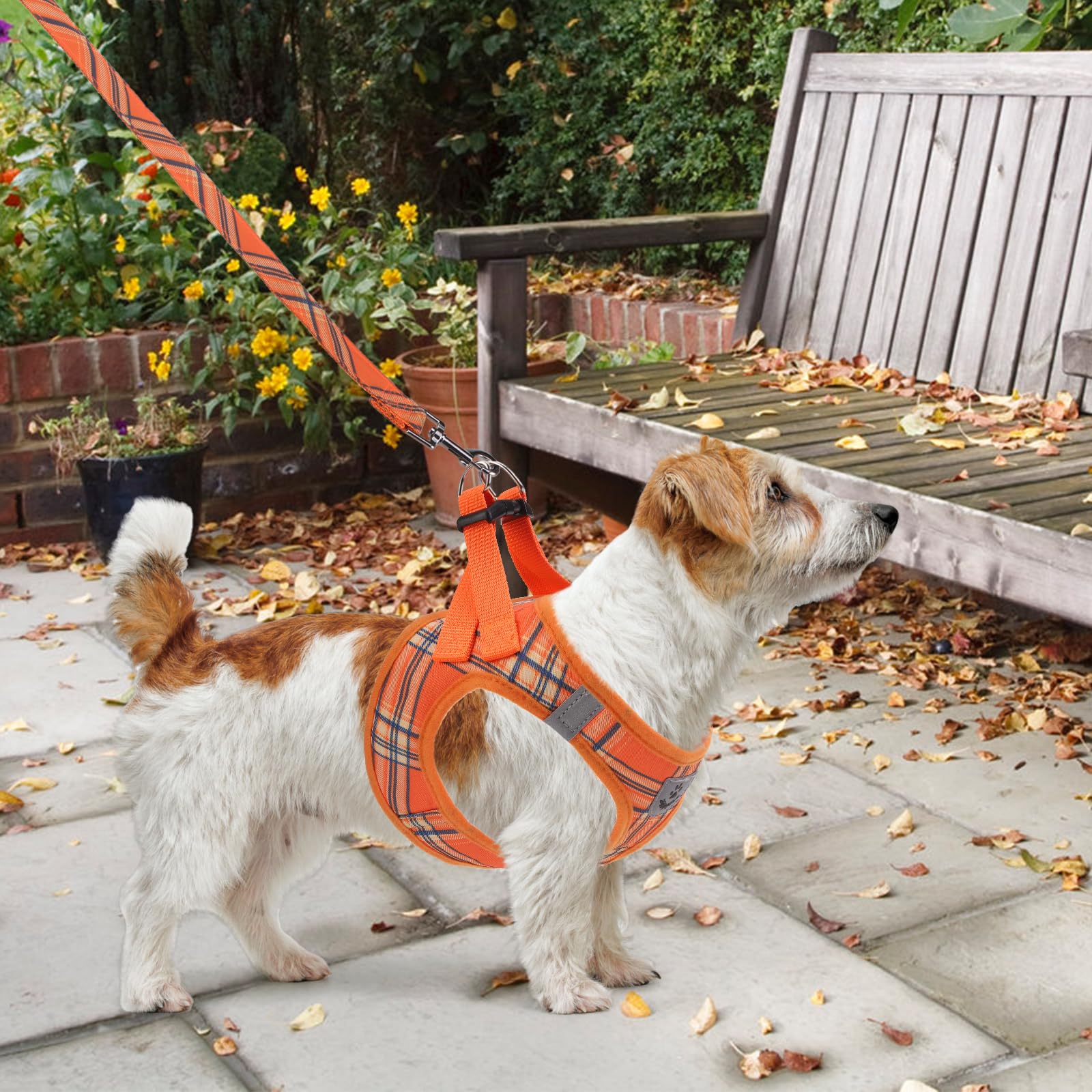 KOOLTAIL all-season wear harness with leash in action during outdoor activity.