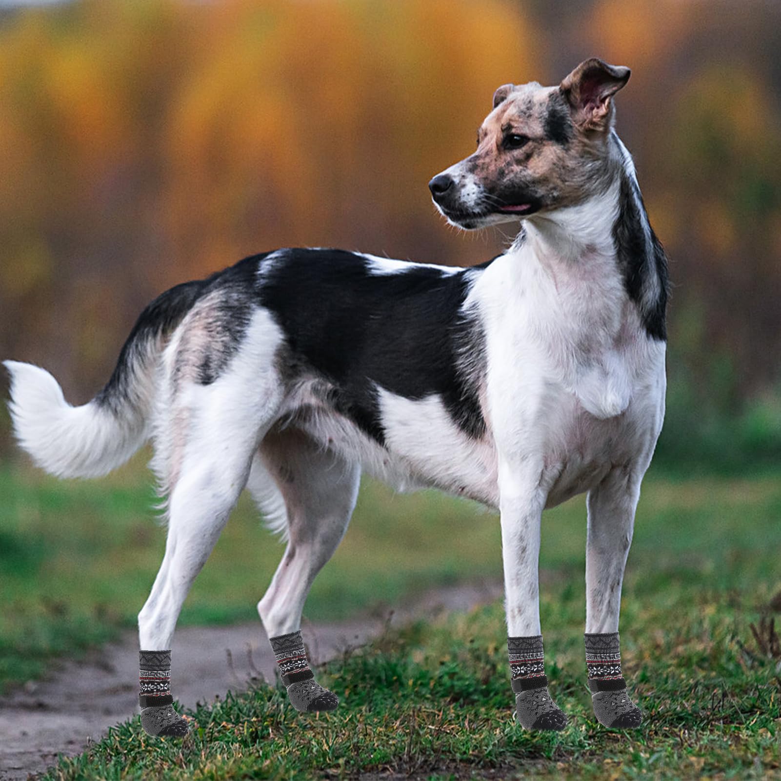 KOOLTAIL dog socks size guide helps select the perfect fit