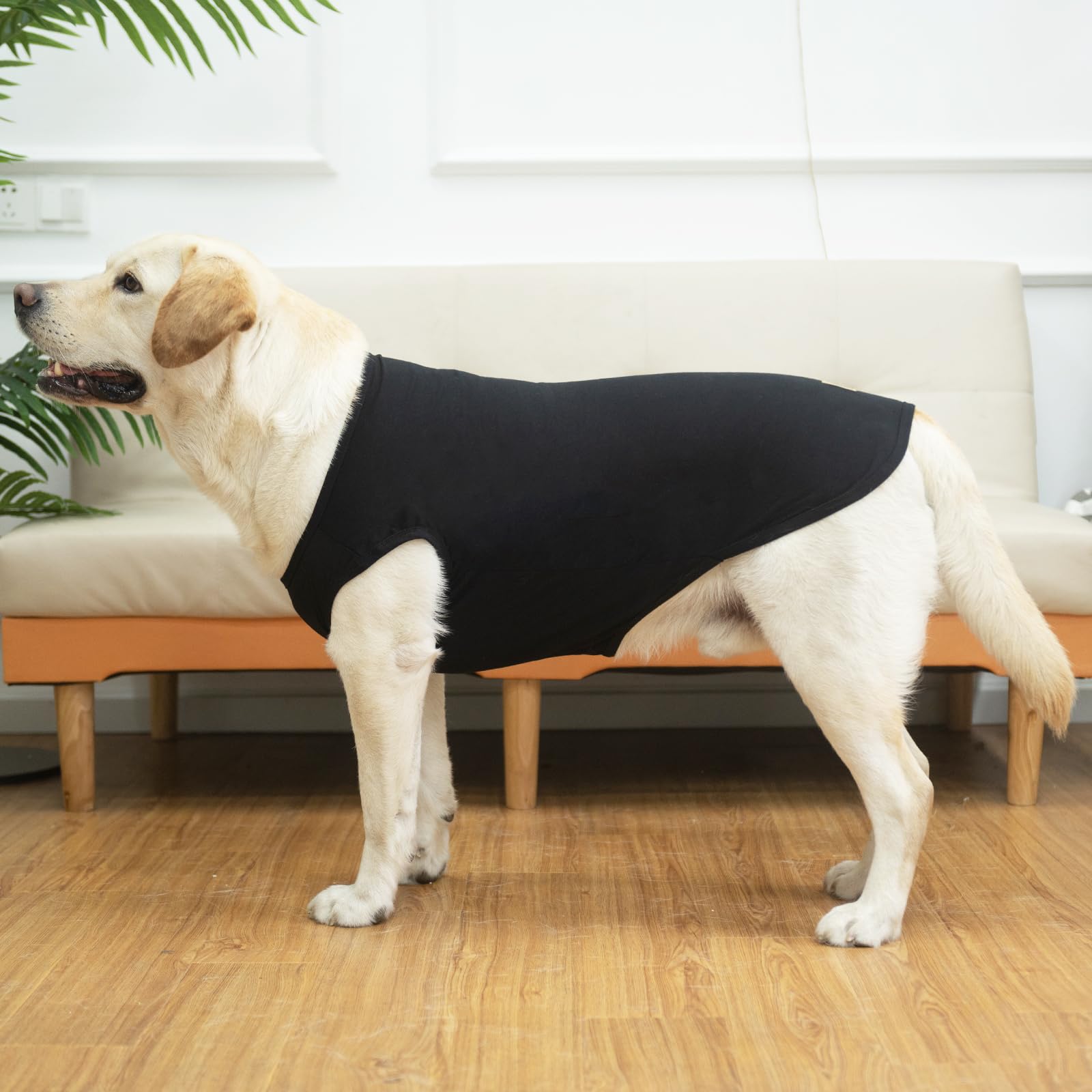 KOOLTAIL Large-dog clothes XL worn by a dog outdoors, ideal for everyday adventures.