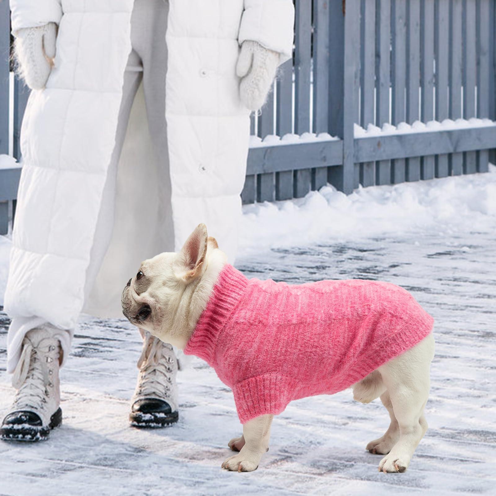 KOOLTAIL pet winter fashion photoshoot highlights cute, warm everyday wear
