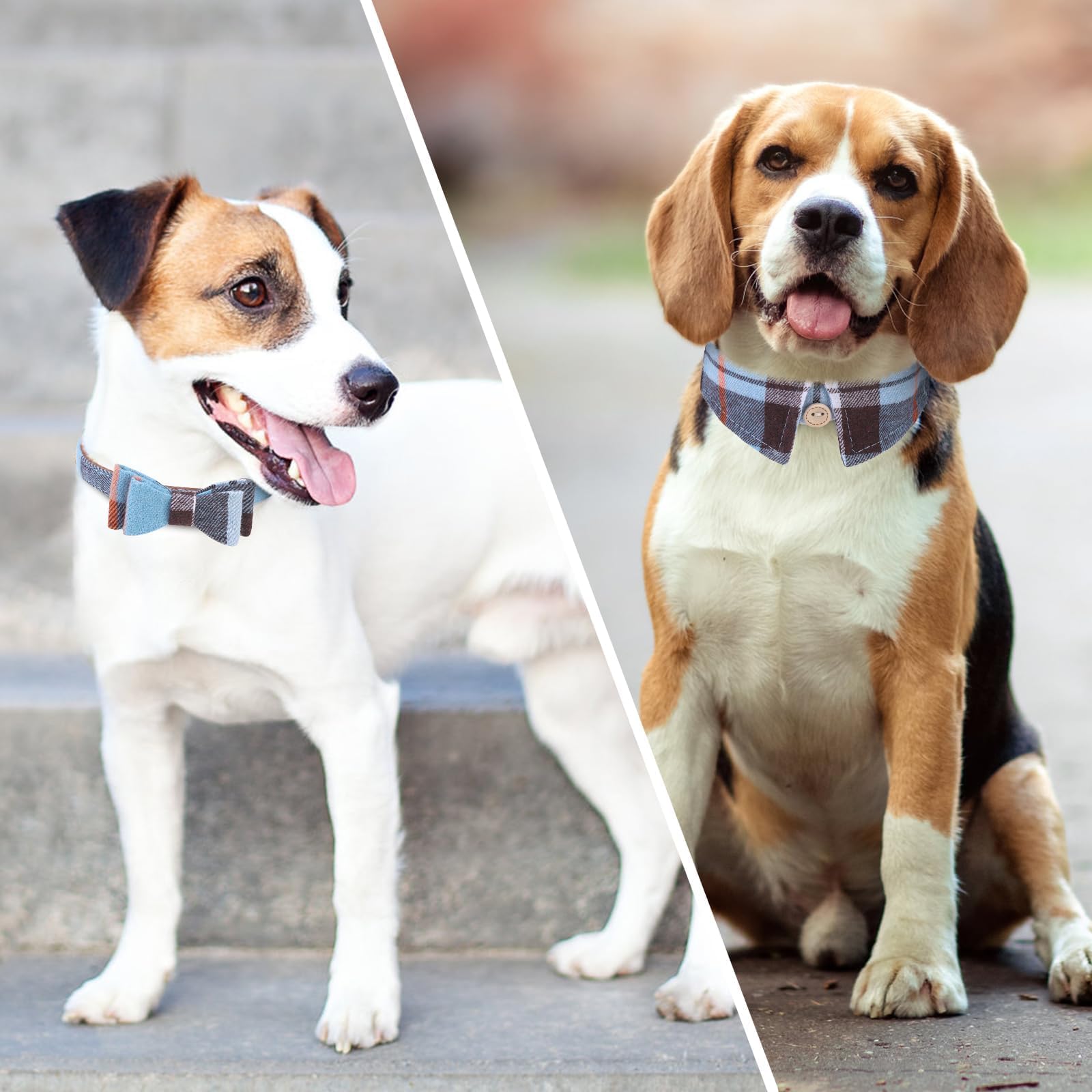 KOOLTAIL 3-piece set on a small dog suggests versatile formal or casual styling