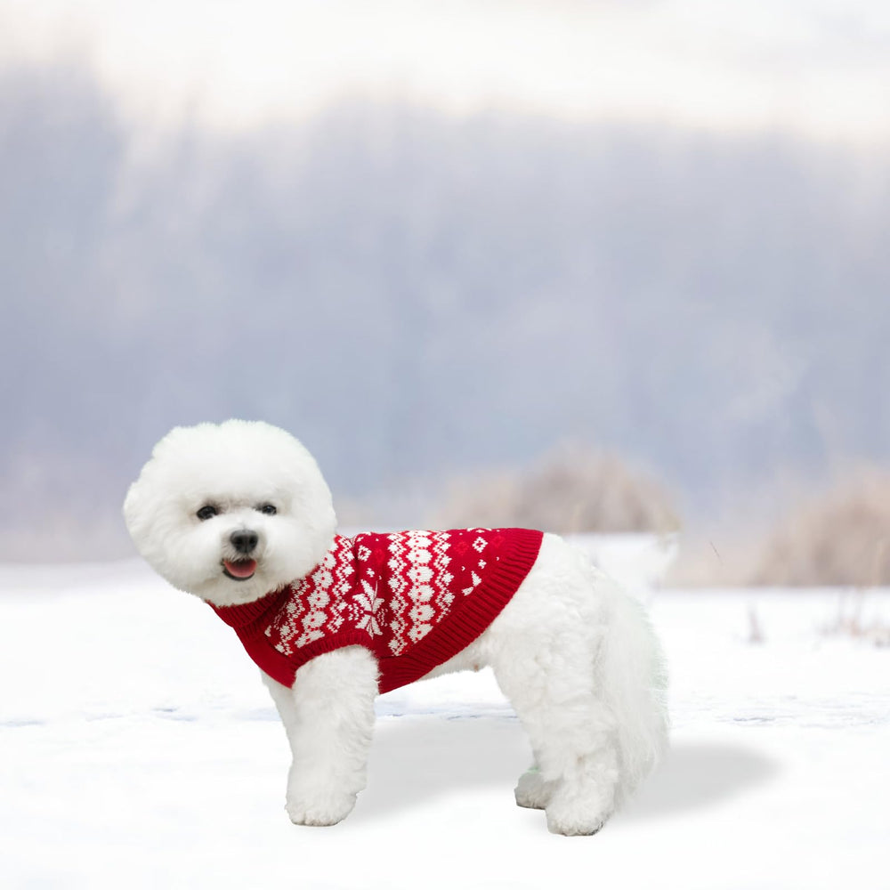 KOOLTAIL red M sweater worn by a small to medium dog demonstrating size-friendly fit.