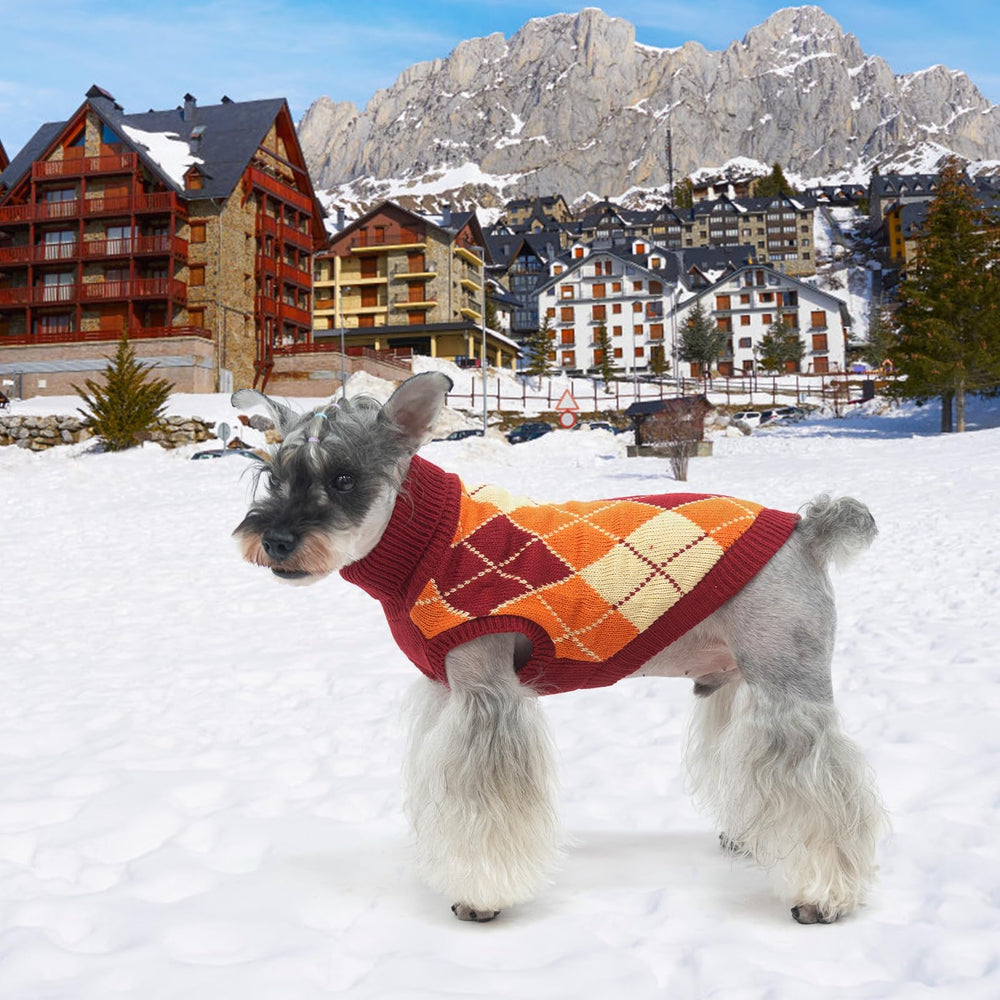 KOOLTAIL small dog sweater wearing dog shows easy pullover design in action.