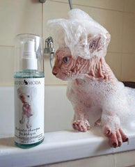 Kotomoda Probiotic Shampoo for Sphynx Cats bath time preparation