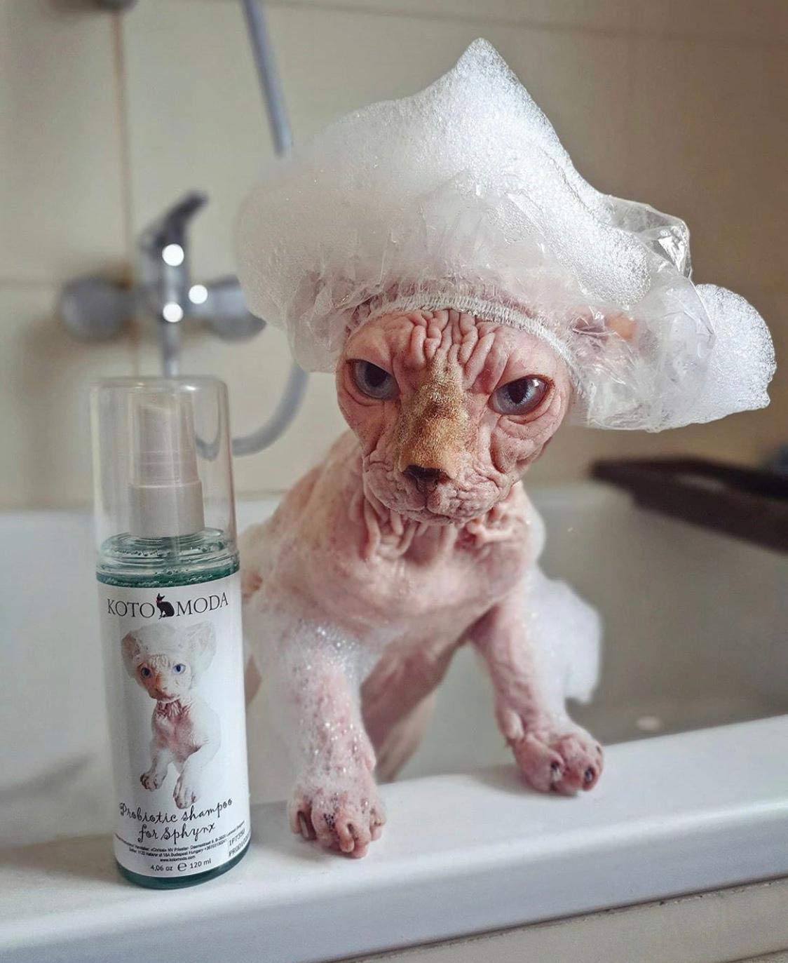 Kotomoda Probiotic Shampoo for Sphynx Cats packaging designed for storage and travel