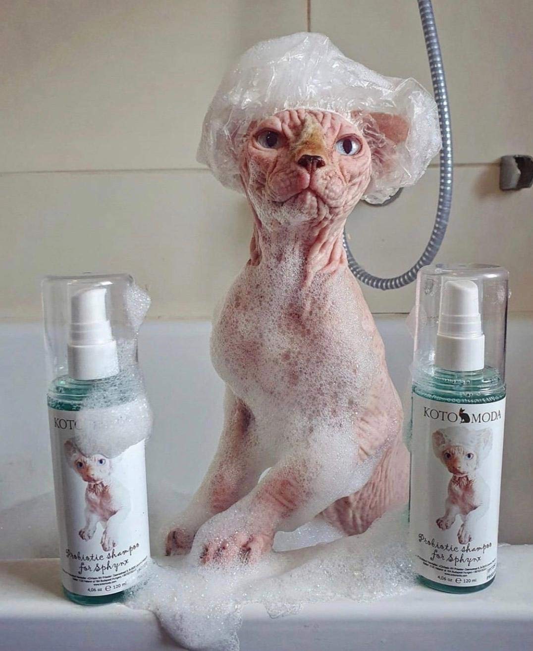 Kotomoda Probiotic Shampoo for Sphynx Cats easy rinse after wash