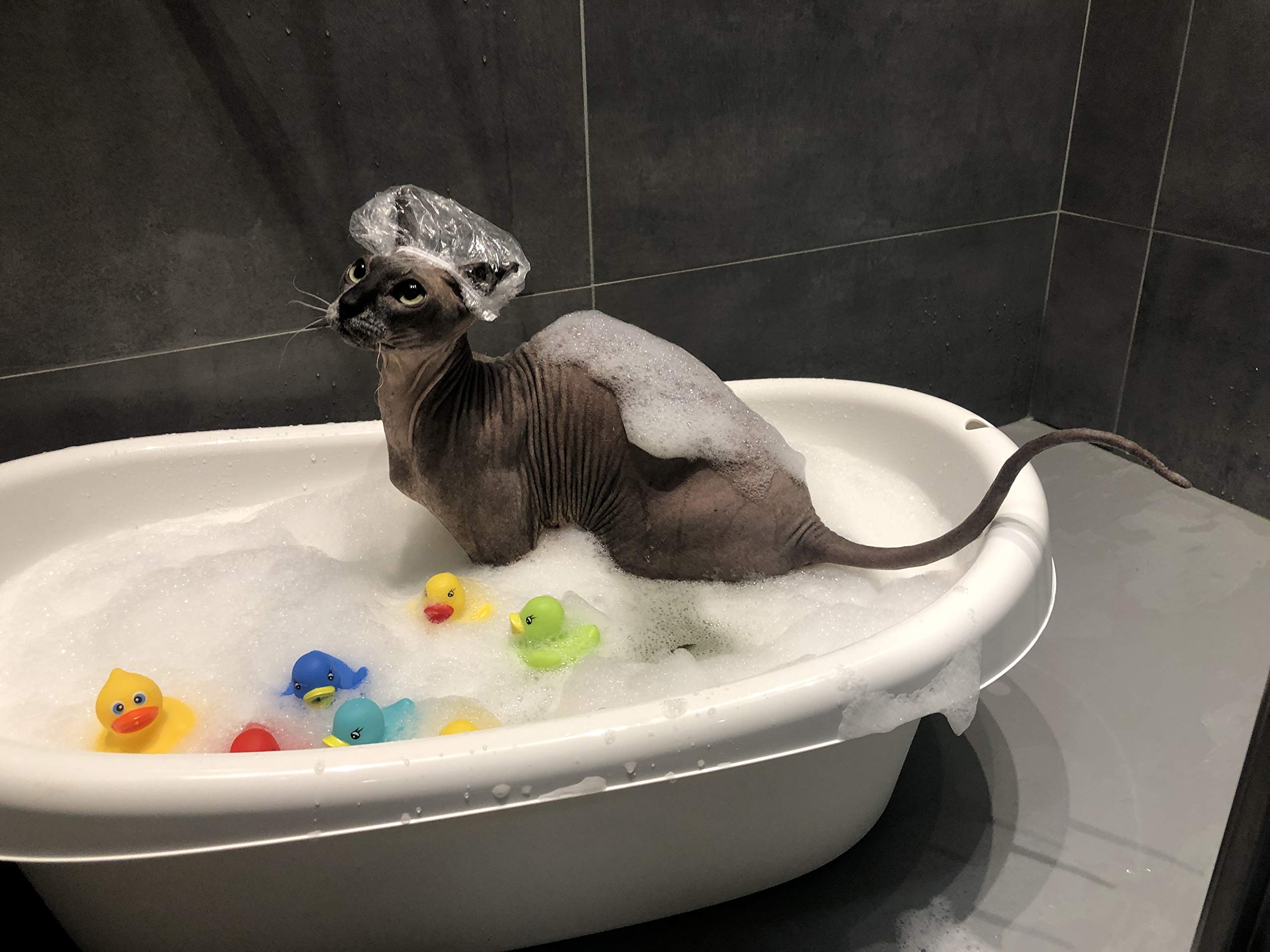 Kotomoda Probiotic Shampoo for Sphynx Cats skin support during grooming
