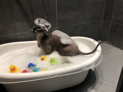Kotomoda Probiotic Shampoo for Sphynx Cats skin support during grooming